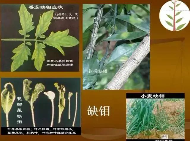 土壤缺钼怎么办,植物缺少钼元素会有什么结果