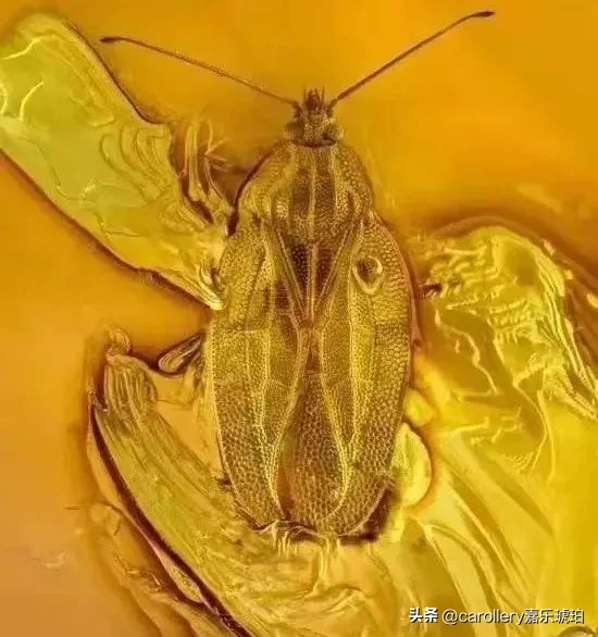 小琥珀嵌在煤精里,这块琥珀的科学价值是什么