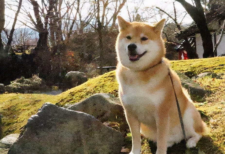 柴犬呕吐怎么处理,柴犬拉稀呕吐肚子一直叫怎么办