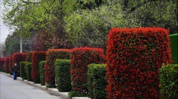 森禾红叶石楠,森禾2.0