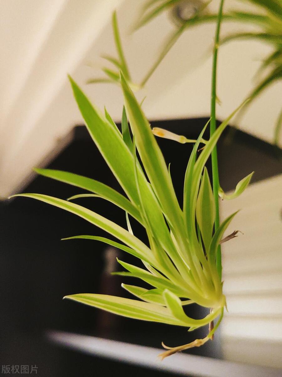 吊兰生虫子了怎么办,吊兰水培烂根长虫子