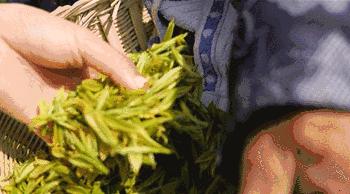 吉礼铁观音,安吉白茶评分最高销量最好