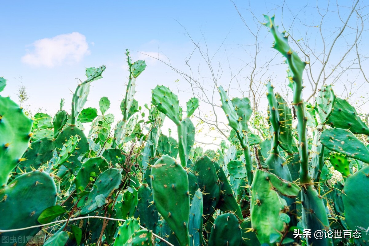 仙人掌科第57季被当做“有害杂草”的仙人掌