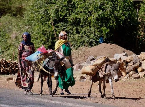 养一头驴一年可以赚多少,养多少头驴能赚钱