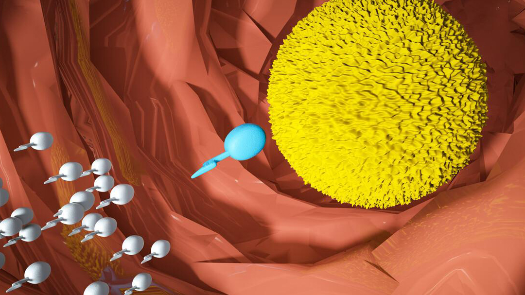 进入女性体内后，结合失败的精子都去哪里了？答案既心疼又好笑