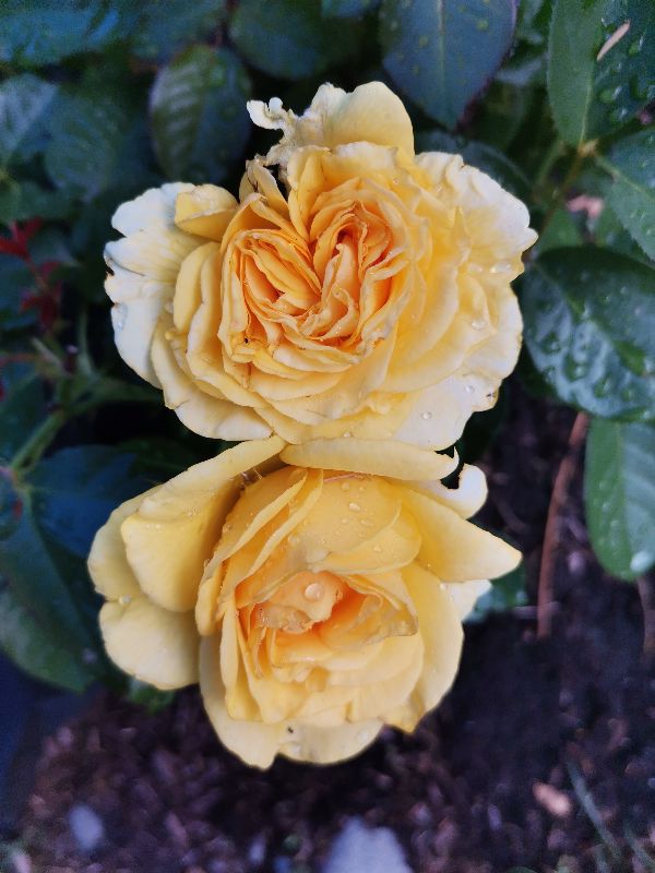 答哥找对象：六尺布短了，要五尺布才有了