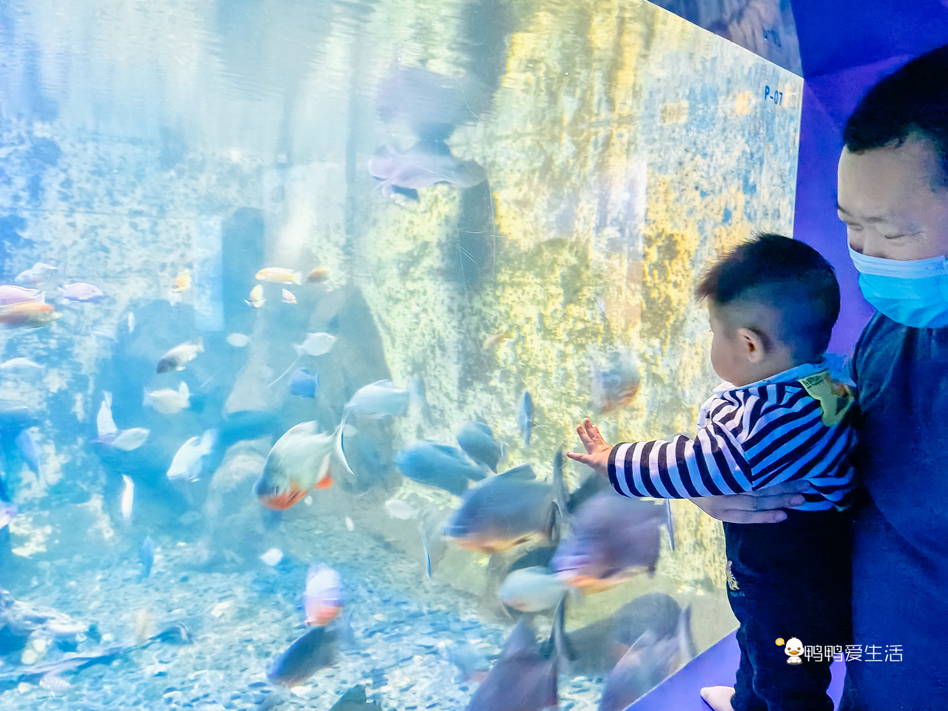 厦门鼓浪屿海底世界的抹香鲸,厦门鼓浪屿亲子旅游攻略