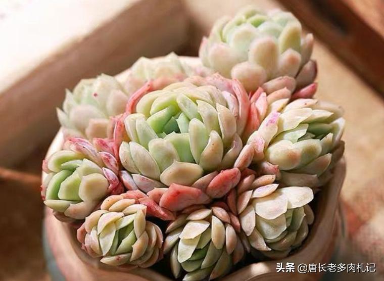 冰梅贝瑞多肉好度夏吗,多肉贝瑞好养还是冰梅好养