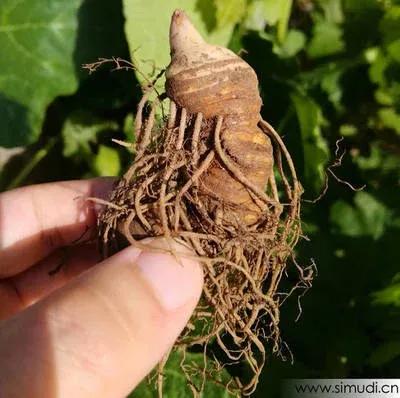 七叶一枝花神农四宝,神农七叶一枝花