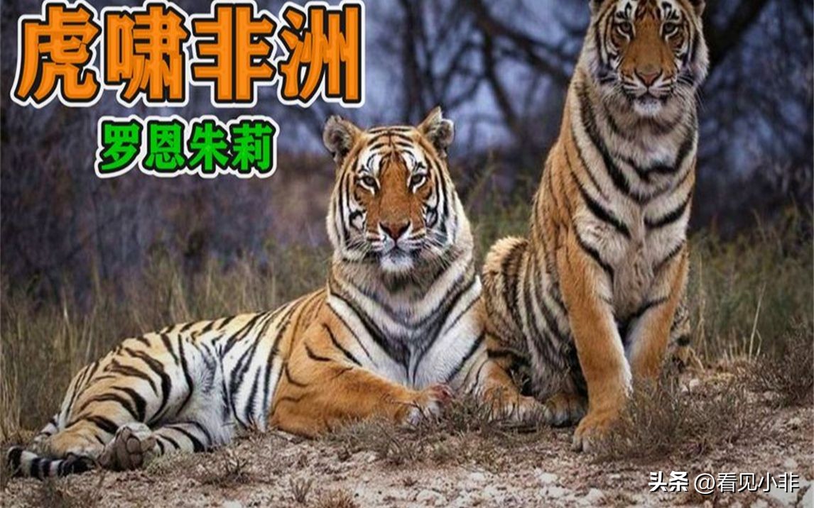 狮子和老虎到底谁厉害有图有真相,狮子和老虎到底谁厉害呢