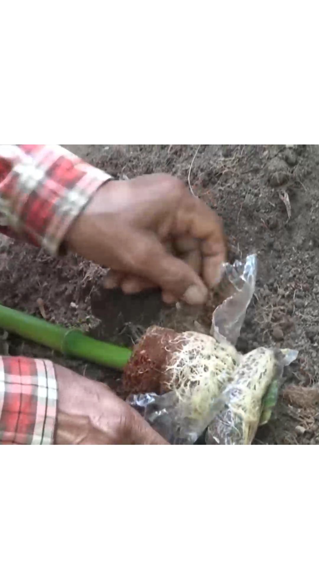 什么竹子适合种植在庭院,关于竹子种植的几种方法