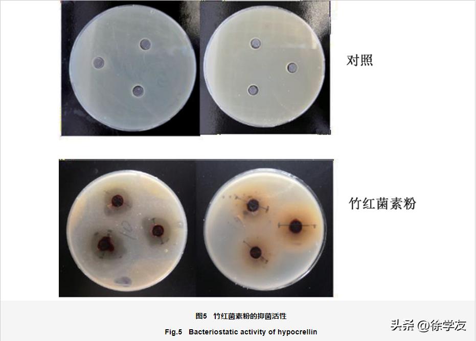 竹红菌素中试提纯工艺及抑菌活性研究