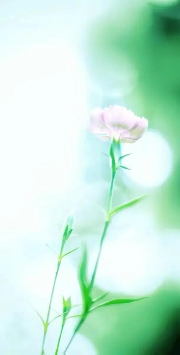 顶级绝美花朵壁纸娇艳欲滴的玫瑰,华为手机壁纸高清全面屏唯美花朵