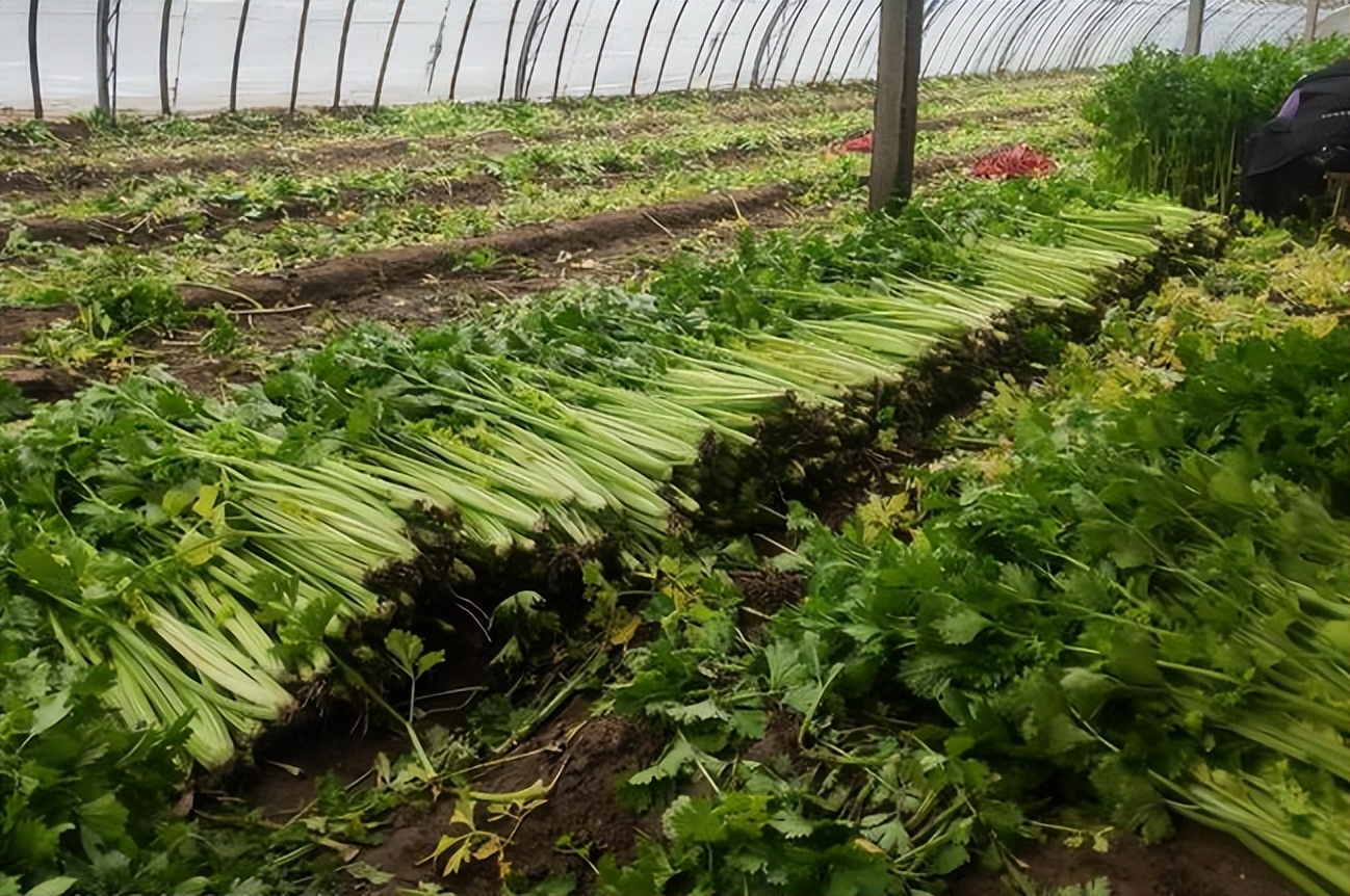 张捷秦奋,知名经济学家张捷说农民