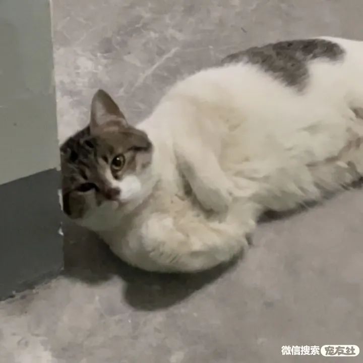 同城附近宠物店领养*养送**平台, 无偿幼猫咪狗狗救助-1231宠友社