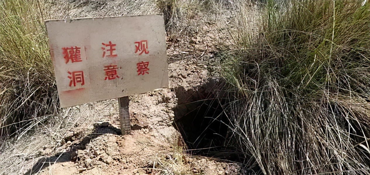 机器猫很厉害吗,机器猫战斗力有多强