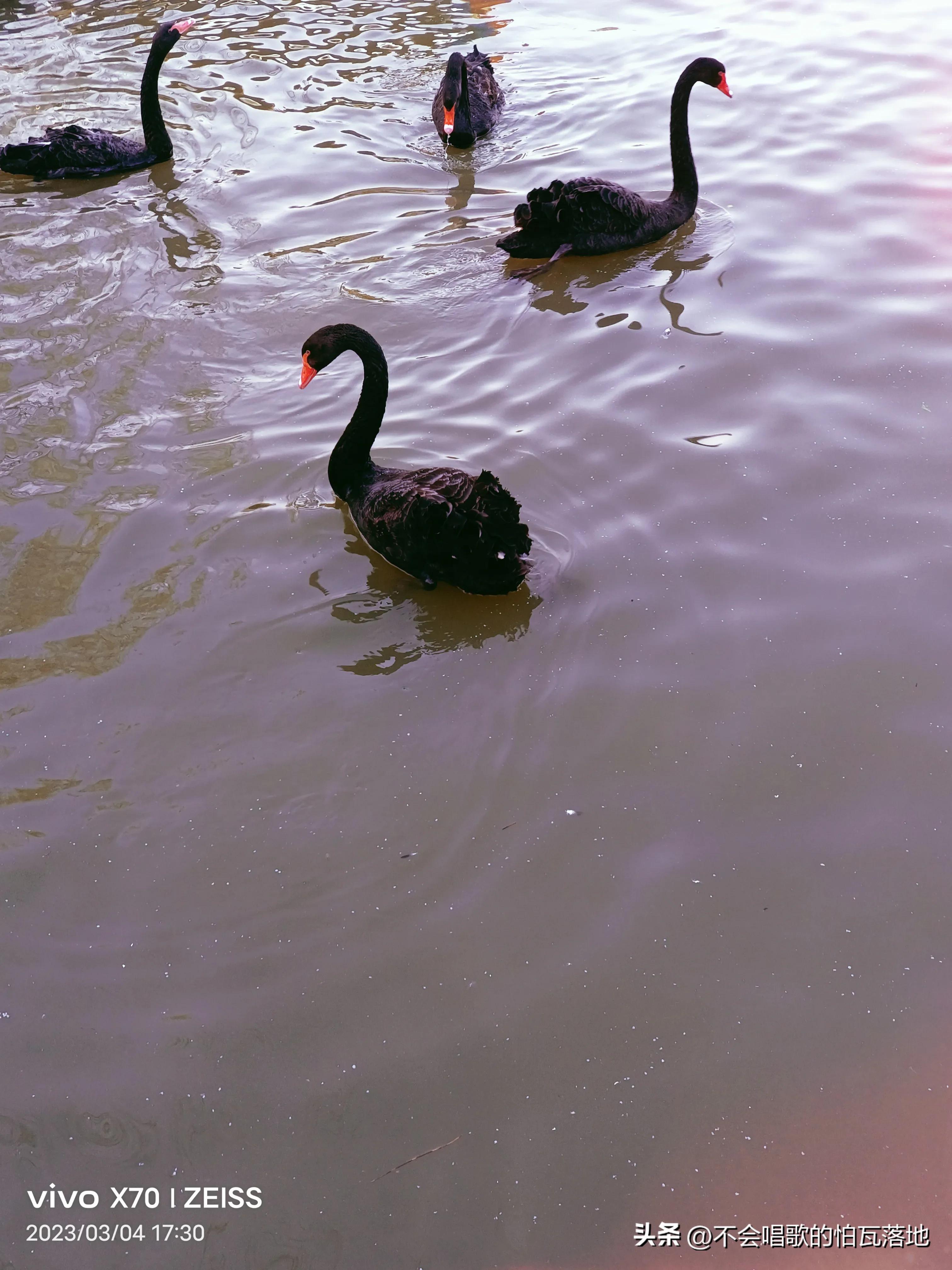 郑州动物园介绍一日游,郑州市动物园正常游览时间