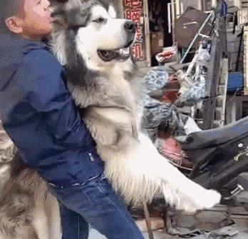 街上养大型狗犯法吗,养大狗不拴绳违法吗