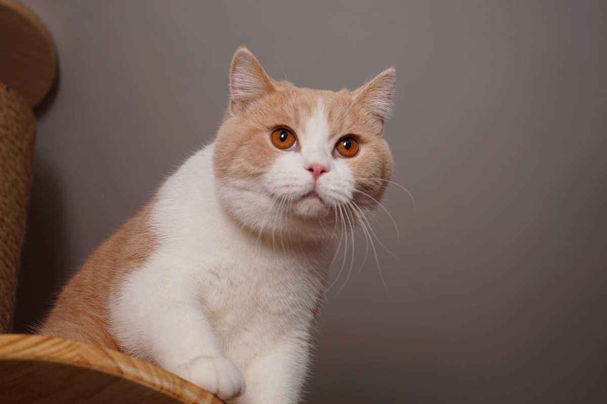 买英短猫,英短和家猫串出来的猫