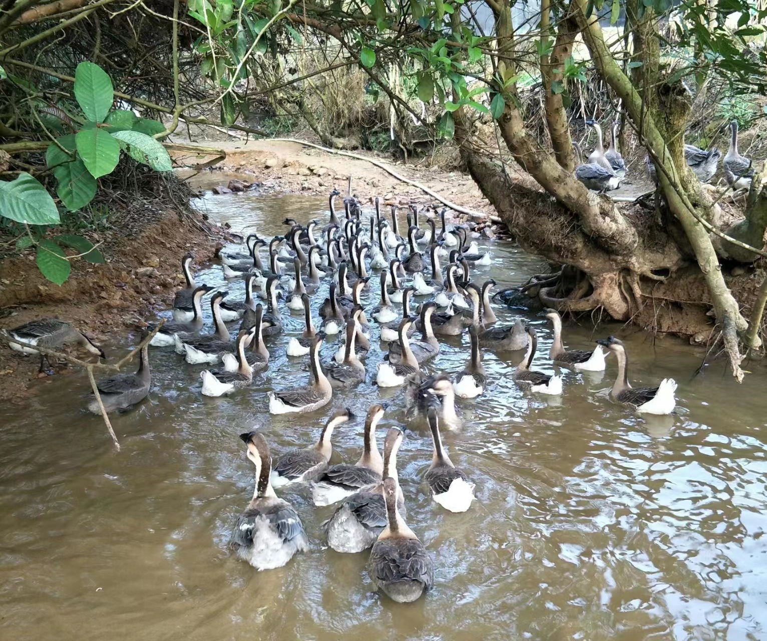 农民养鹅5年终致富轻松年入15万,小伙养鹅一年能赚多少钱