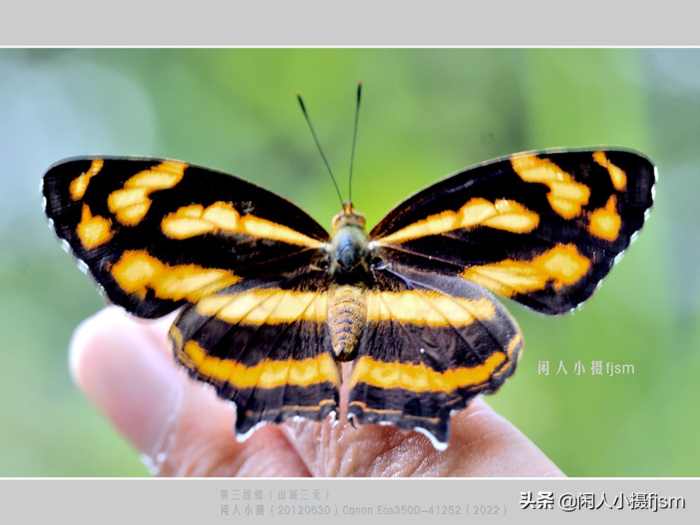 近距离拍摄昆虫小动物,常见昆虫微距摄影活动