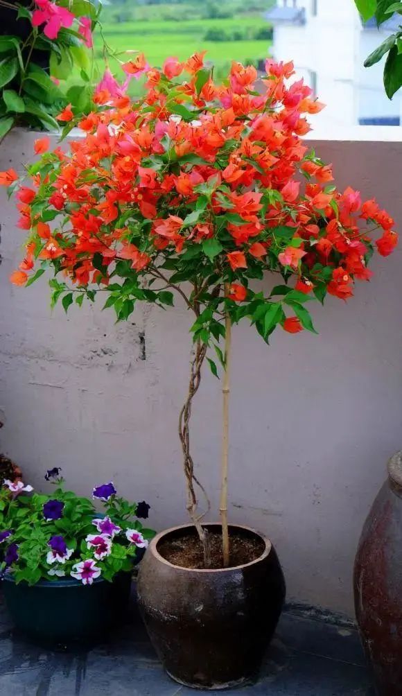 30种适合懒人养的花三角梅耐寒吗,三角梅养花技巧及知识大全详解