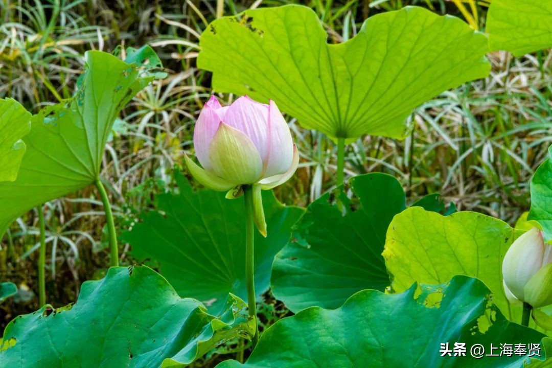 流“莲”忘返！来南桥这些地方邂逅夏天的浪漫→