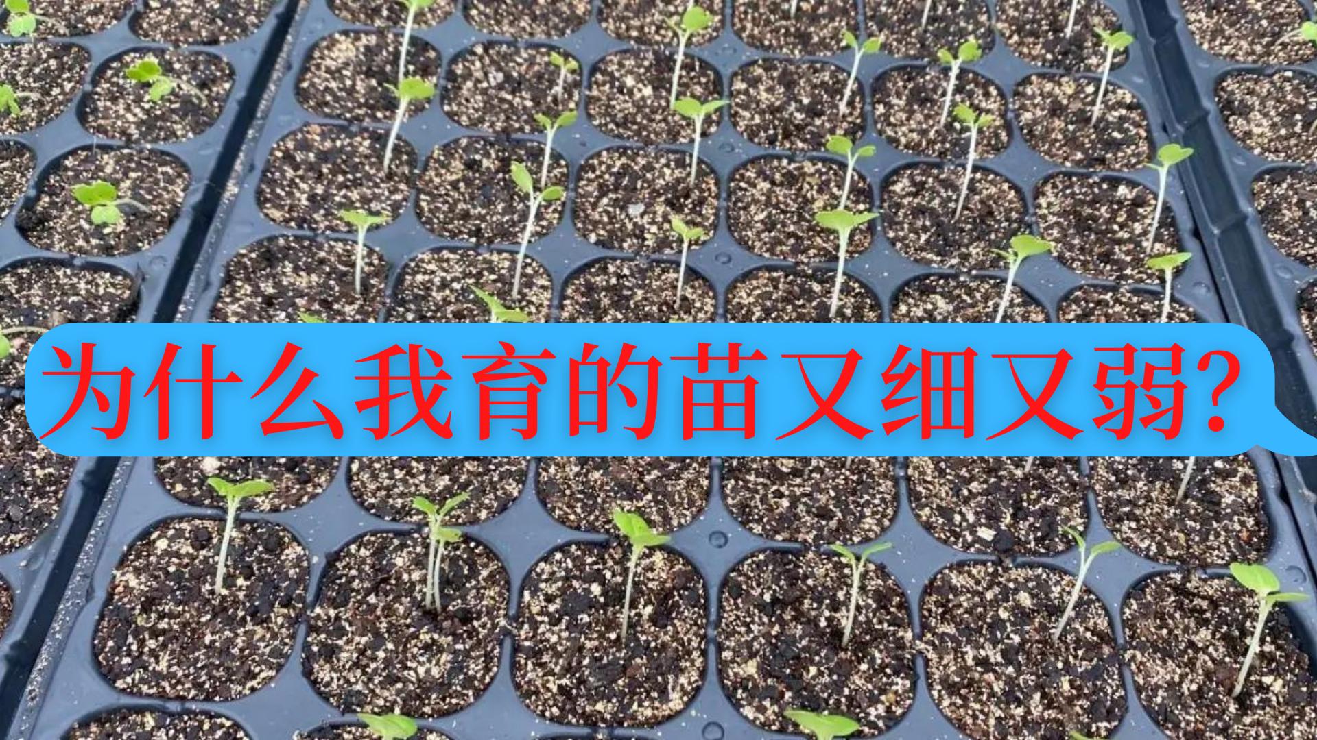 西红柿播种不催芽几天可出苗,豆角黄瓜西红柿种植时用催芽吗