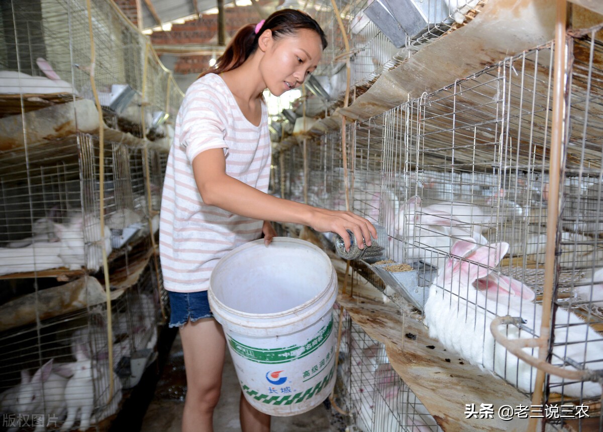 养兔技术喂兔用的主要能量饲料,能让兔子长得又快又好的饲料配方