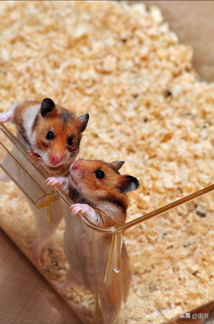 豚鼠的养殖前景,豚鼠的生活习性和生存环境