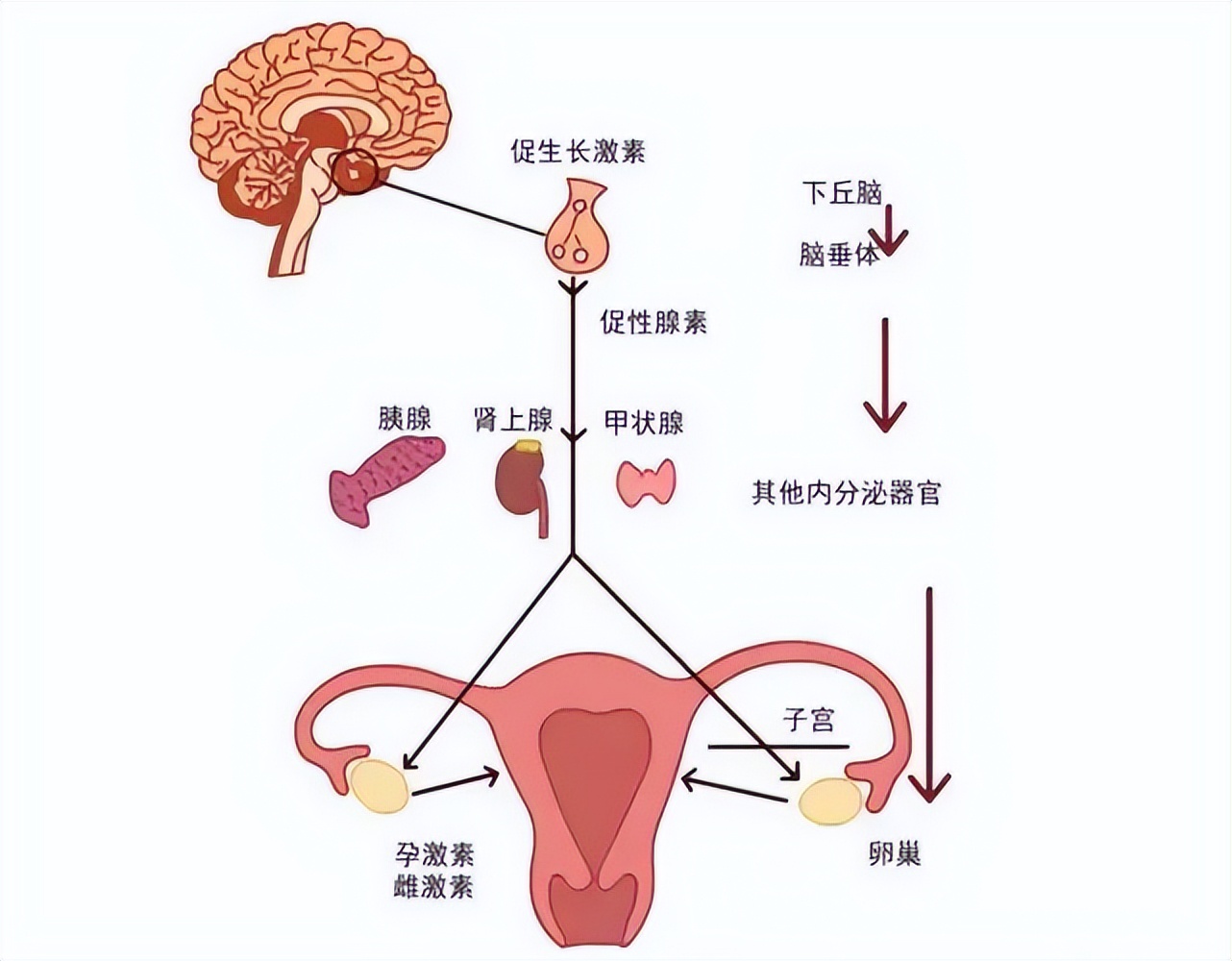 30岁未到，闭经了？这是什么原因导致的？了解下