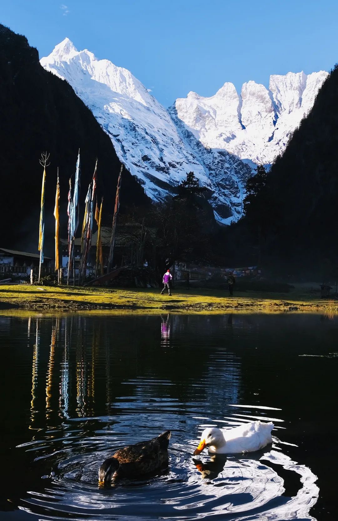 云南西双版纳跨省游最新通知,云南跨省游最新通知