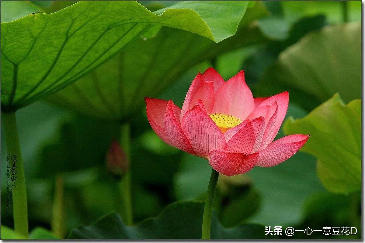 看淡红尘走天涯,看淡红尘随风去