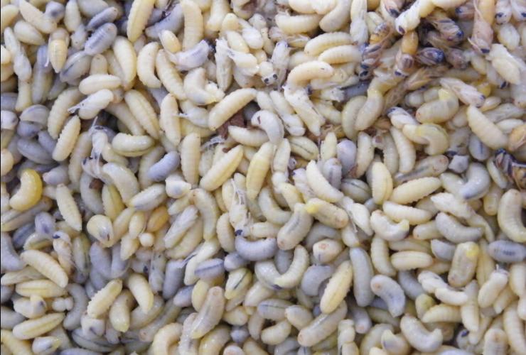 杀人蜂发家致富吗,养杀人蜂年入百万