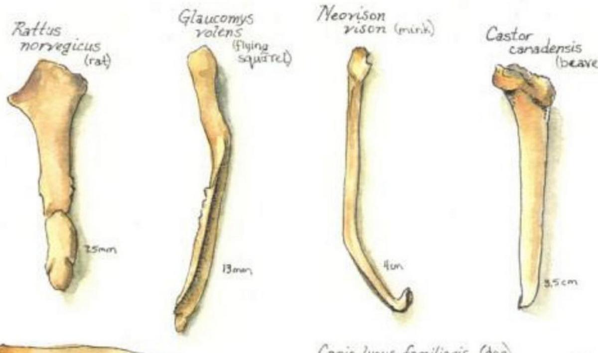 什么是“阴茎骨”？百万年前人类曾拥有！现在算进化还是退化了？