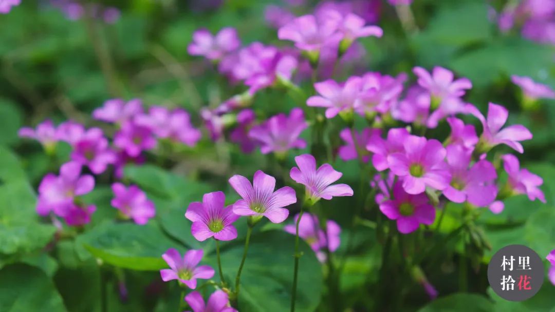 红花酢浆草简介,红花酢浆草喜欢酸性还是碱性土壤