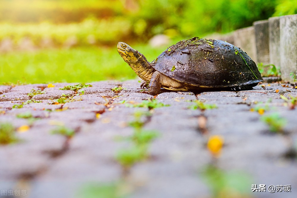 乌龟白眼不用药的治疗方法,乌龟白眼怎样治没有药
