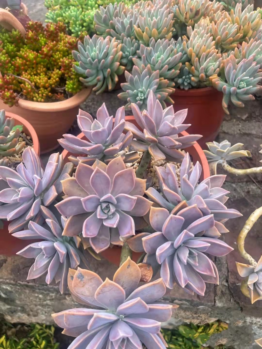 中国养宠物的小姐姐,西班牙养多肉