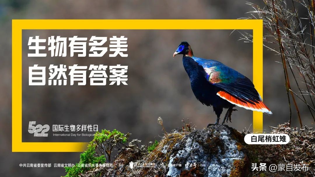 蒙自特产团购,蒙自美食特产水果