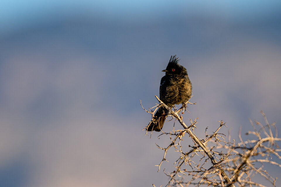 尼康拍野生动物,最好的拍野生动物相机