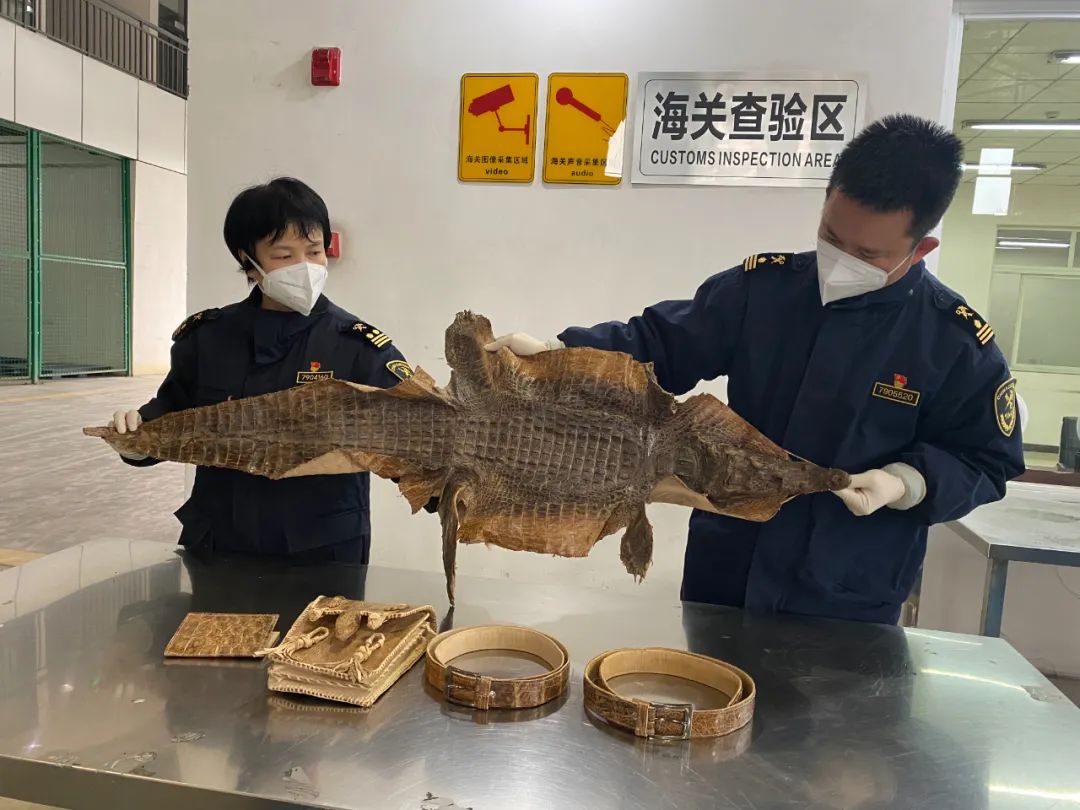 鳄鱼泡澡桶,鳄鱼全家玩具