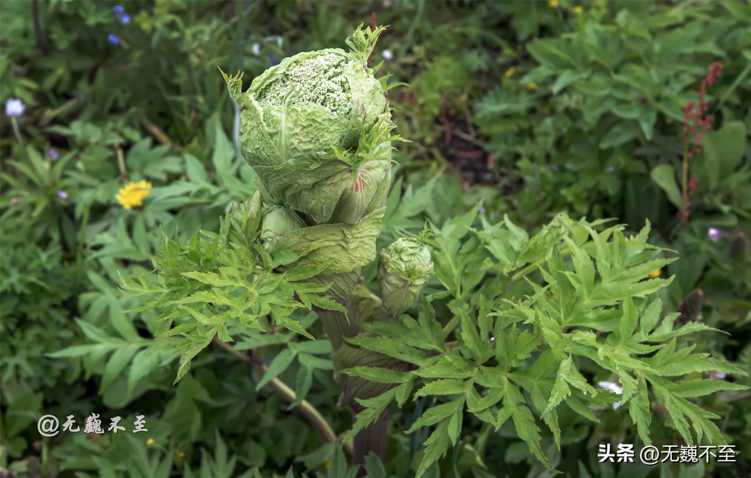 九顶归来不看花，但是这些花名你知道吗？科普一下不就认识啦