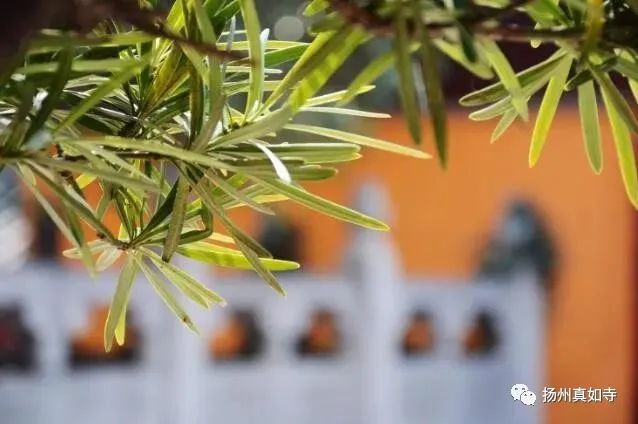 扬州真如寺游玩攻略路线,扬州第一名胜千年古刹大明寺