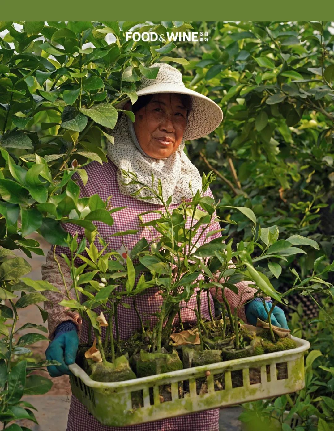 3元一斤的广东香水柠檬,香水柠檬6元一斤
