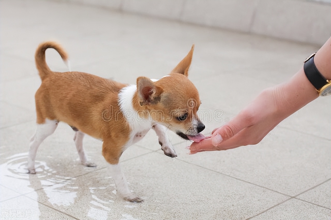 小体狗狗肥胖如何减肥,狗减肥消耗一公斤脂肪