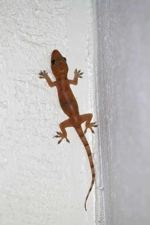 壁虎是益虫吗对人有伤害吗,壁虎毒性不大为什么列为五毒