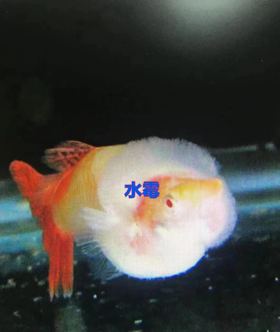 孔雀鱼主要病症及治疗方法,孔雀鱼常见七种疾病的治疗