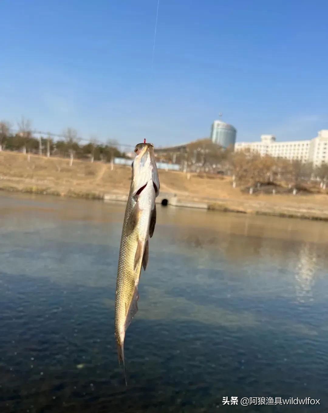 路亚控鱼技巧教学视频,微物路亚飞蝇控饵手法