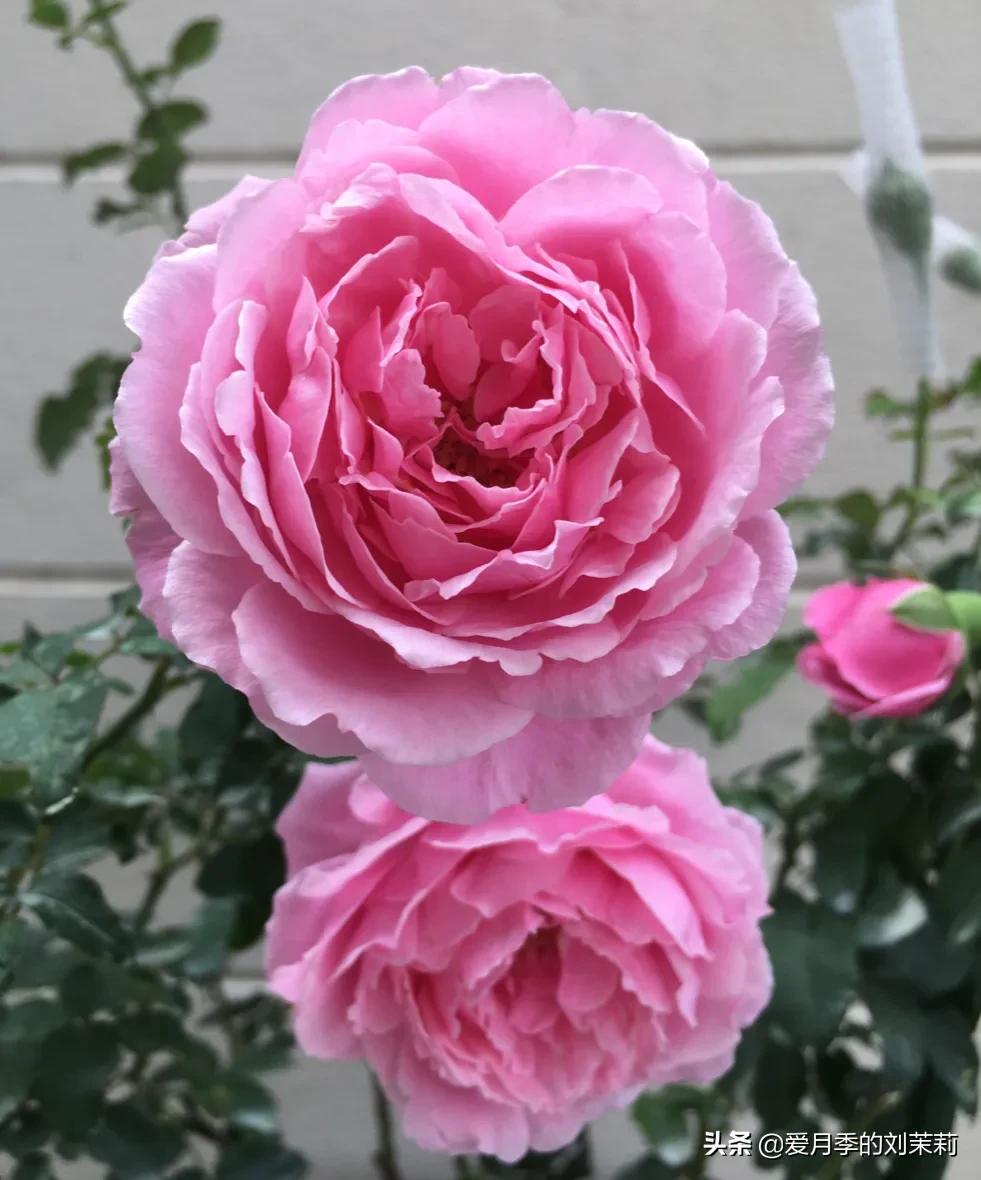 酒精可以治月季黑斑病吗,月季黑斑病用多菌灵行吗