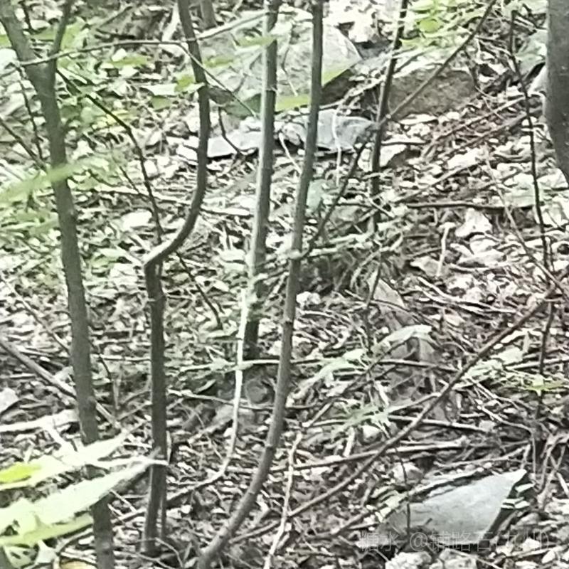 游皇藏峪景区2022.08.08——九州